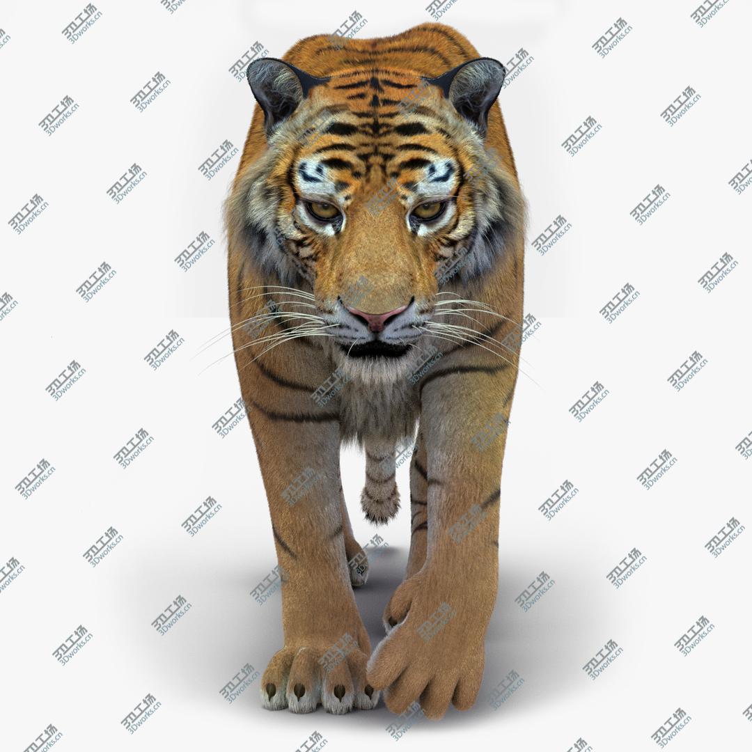 images/goods_img/2021040161/3D Tiger 2 (Fur)/1.jpg